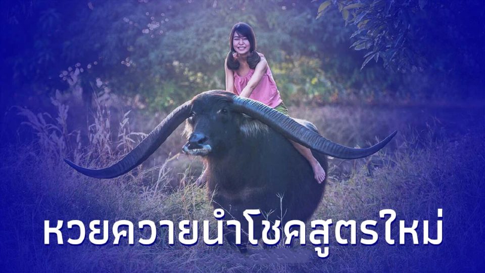 เลขควายนำโชค 16/4/66 