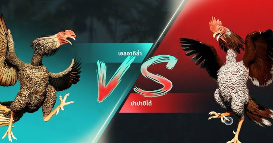 เกมไก่ชน-"cockfighting game"