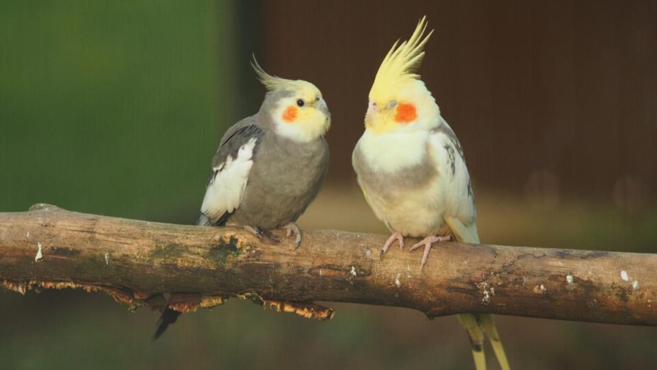 รูปภาพนก