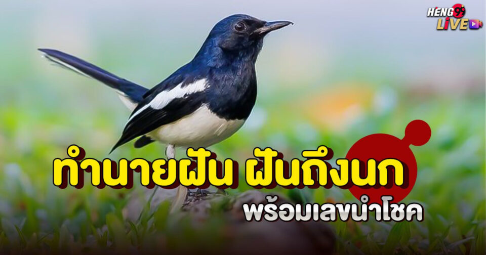 ทำนายฝัน ฝันถึงนก -"Dreaming of a bird"